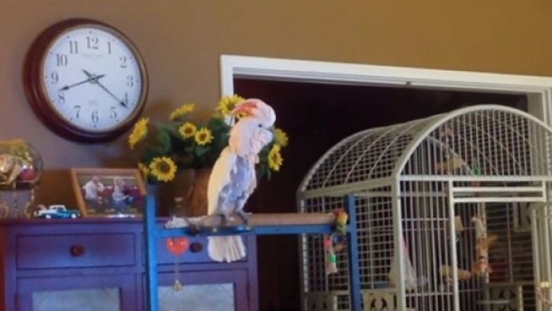 A po e këndon papagalli këngën “I believe I can fly”? (Video)