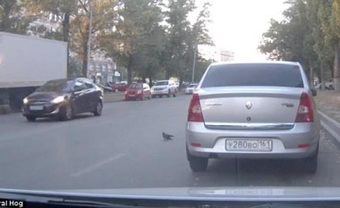 Për të mos e shtypur një pëllumb, u përplasën tri vetura (Video)