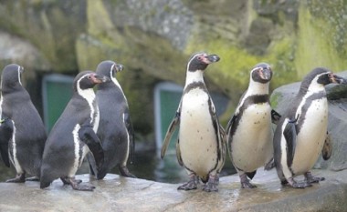 Në Kopshtin Zoologjik Shkup do të arrijnë pinguinë