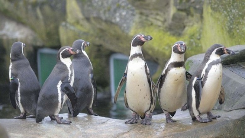 Në Kopshtin Zoologjik Shkup do të arrijnë pinguinë