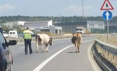 Policia ka telashe edhe me lopët në autostradë