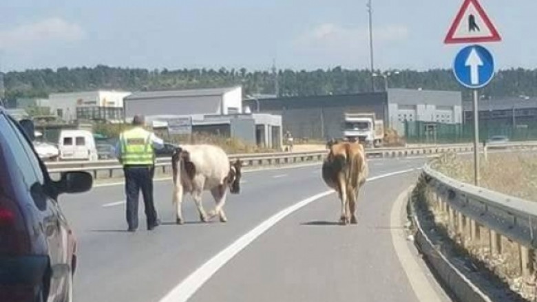 Policia ka telashe edhe me lopët në autostradë