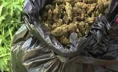 Policia zbulon 77 kilogramë mariuhanë në Shtip