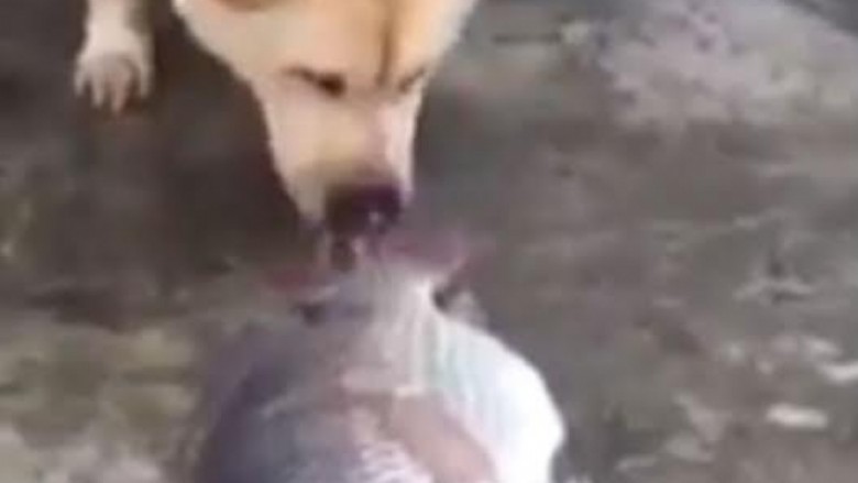 Qeni në përpjekje dëshpëruese për të shpëtuar disa peshq (Video)