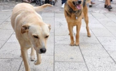 Kafshët e rrugës, vullnetarë të huaj po sterilizojnë qentë dhe macet në Durrës