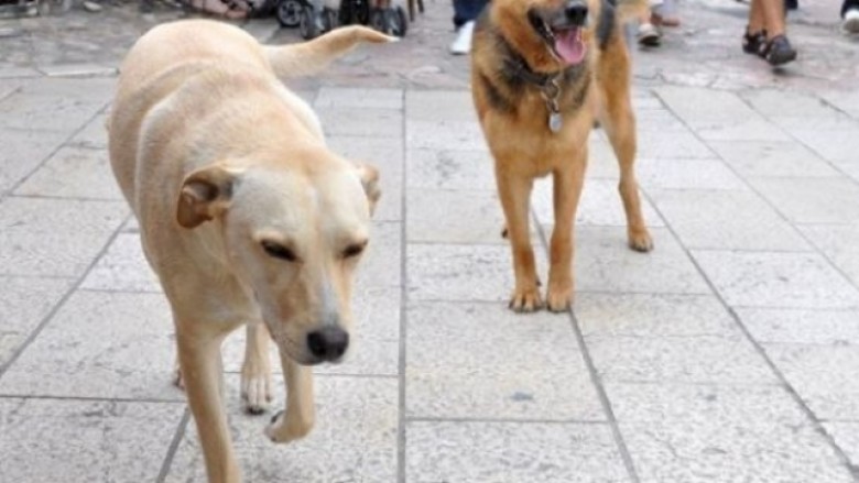 Kafshët e rrugës, vullnetarë të huaj po sterilizojnë qentë dhe macet në Durrës