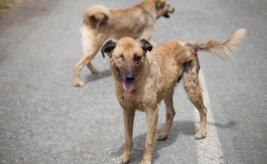 Shkup: Tre persona janë sulmuar nga qentë endacak, në mesin e tyre dy të mitur