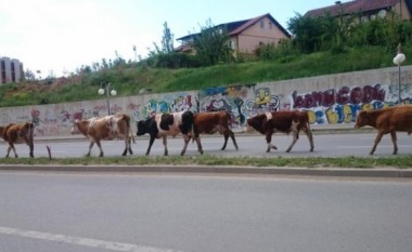 “Sfilatë” e lopëve në Prishtinë (Foto)