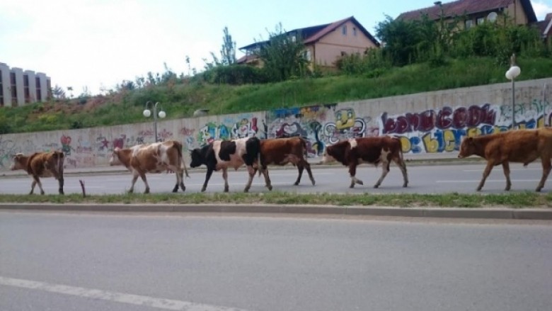 “Sfilatë” e lopëve në Prishtinë (Foto)