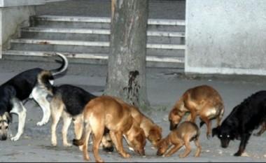 Qeni që kafshoi disa qytetarë të Shkupit do të mbytet