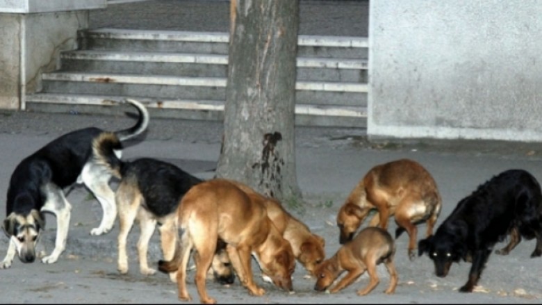 Qeni që kafshoi disa qytetarë të Shkupit do të mbytet