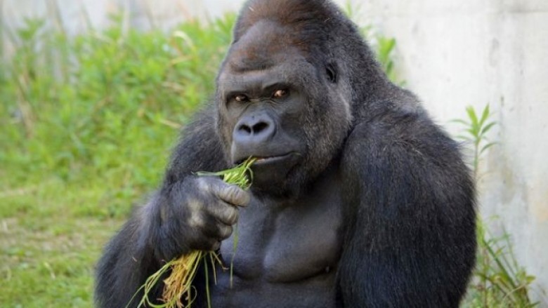 Shabani, gorilla bukuroshe po çmend femrat (Foto)