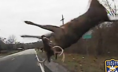 Shikojeni se si makina e policisë e hedh në ajër drerin, cili sërish ia jep vrapit (Video)