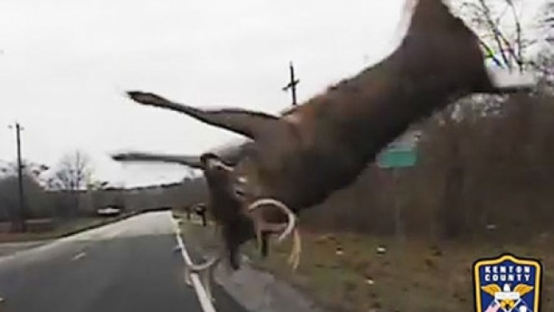 Shikojeni se si makina e policisë e hedh në ajër drerin, cili sërish ia jep vrapit (Video)