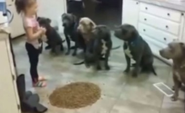 Shikojeni se si PitBullët respektojnë urdhrat e katërvjeçares (Video)