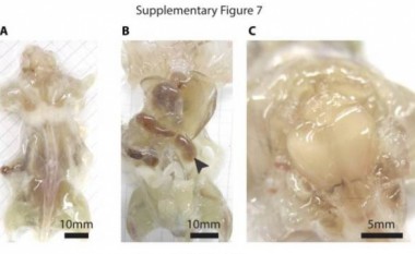 Shkencëtarët kanë krijuar minj të tejdukshëm për të shëruar sëmundje