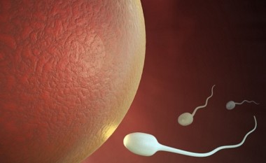 Shkencëtarët kanë krijuar spermë artificiale për meshkuj impotent