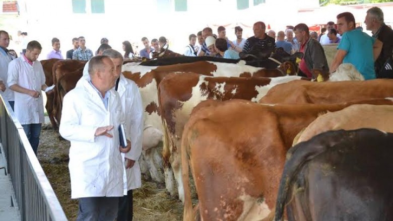 Në Kazakistan zgjidhet “’Miss’ Kali”, në Gjakovë zgjidhet “Miss Lopa”