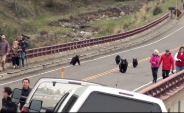 Turistët, në “adresë të gabuar”, befasohen nga arusha (Video)