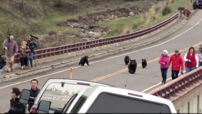 Turistët, në “adresë të gabuar”, befasohen nga arusha (Video)