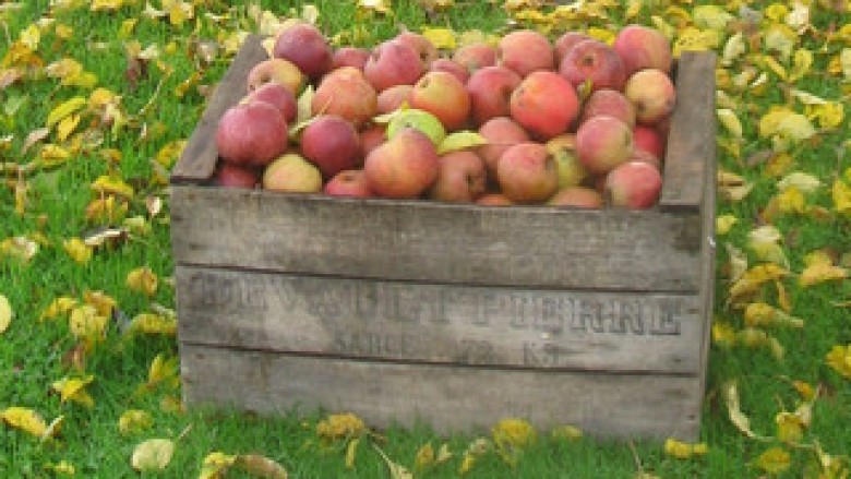 Breshëri dëmtoi rreth 700 hektar me mollë në Prespë
