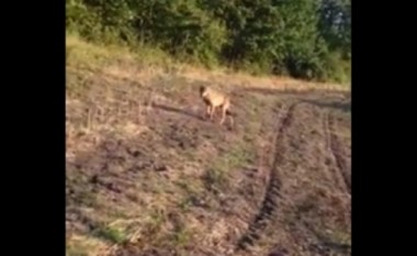 Nëpër ara të Krilevës së Kamenicës: Është ujku! (Video)