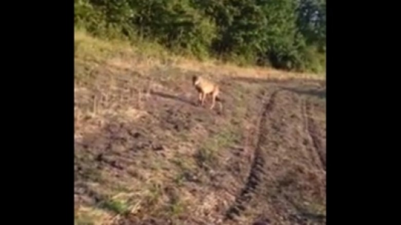 Nëpër ara të Krilevës së Kamenicës: Është ujku! (Video)