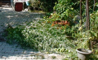 Dyshohet se kultivoi dy parcela me 317 bimë narkotike, kërkohet paraburgim ndaj shtetasit të Shqipërisë