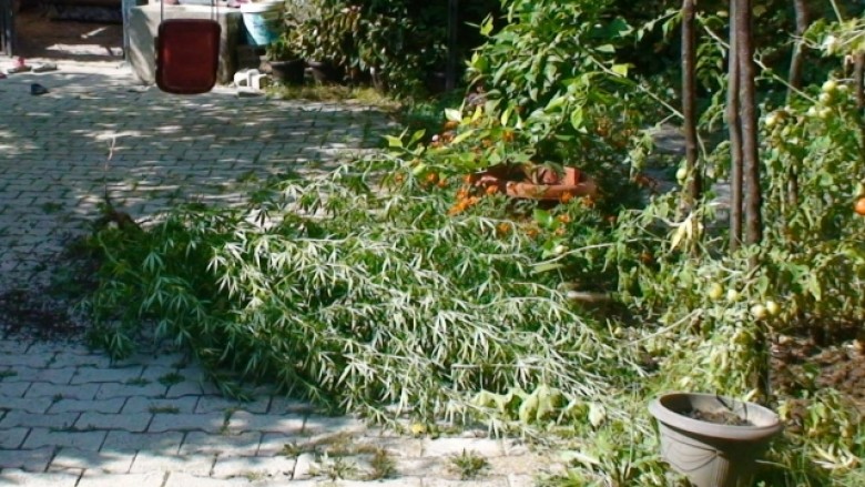 Dyshohet se kultivoi dy parcela me 317 bimë narkotike, kërkohet paraburgim ndaj shtetasit të Shqipërisë