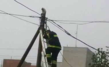 Zjarrfikësit e kryeqytetit shpëtojnë macen që ishte ngjitur në shtyllën elektrike (Foto)