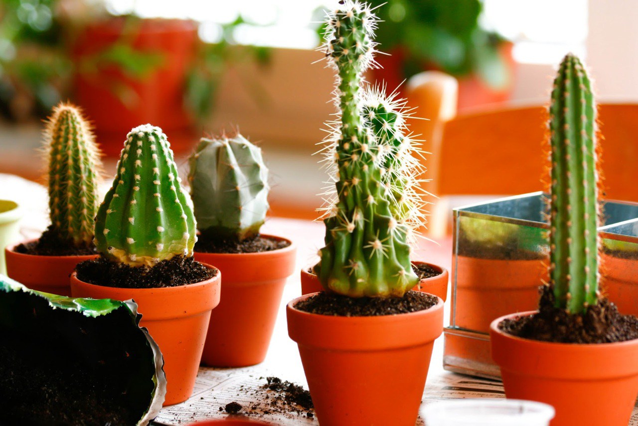 Cactus-Ideas-Terracotta-Pots