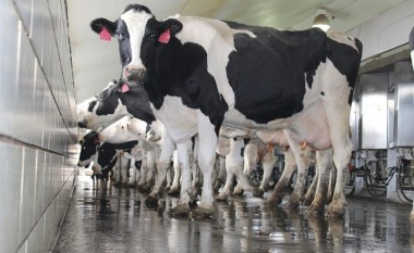 Deri në fund të vitit 2019 duhet të plotësohen kushtet për kategorizimin e qumështit në Maqedoni