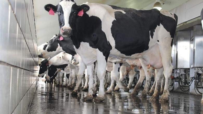 Deri në fund të vitit 2019 duhet të plotësohen kushtet për kategorizimin e qumështit në Maqedoni