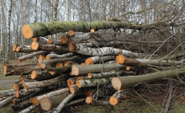 Paditen penalisht 11 persona për prerje të pyjeve
