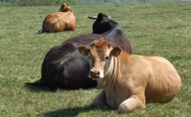 Sëmundja e kafshëve ”lëkura e pezmatuar” përhapet në tetë komuna në lindje të Maqedonisë