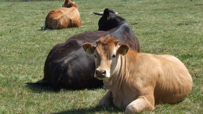 Sëmundja e kafshëve ”lëkura e pezmatuar” përhapet në tetë komuna në lindje të Maqedonisë