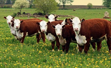 Do të dezinsektohet rajoni i Maleshevës për të parandaluar përhapjen e sëmundjes së lopëve
