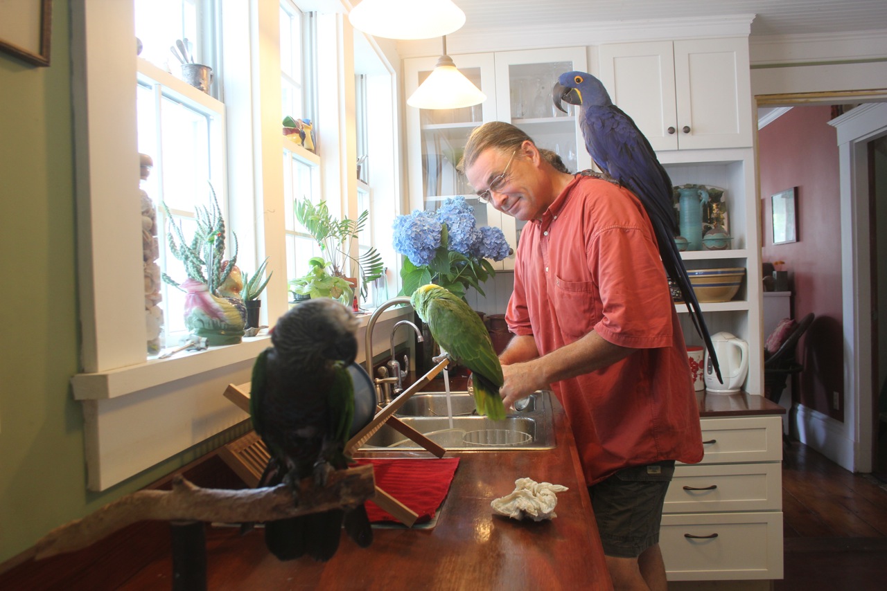 Marc Johnson, founder Foster Parrots, in his bird-filled home. Rockland, MA