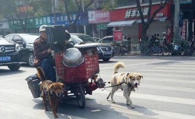 Këta pensionistë kanë zbuluar metodë interesante të transportit (Foto)