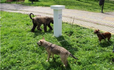Shkup, shtylla baroku si vend urinimi për qentë (Foto/Video)