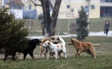Dita botërore e qenve endacakë