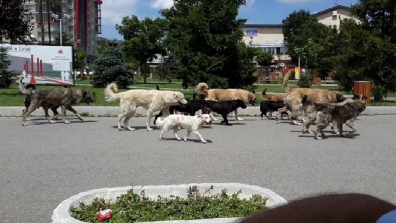 Shtohen 700 qen endacak në Shkup (Video)