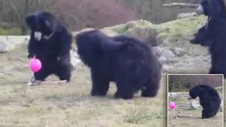 Ja si reagojnë arinjtë kur shohin një tollumbace (Video)