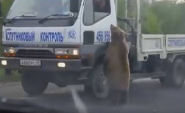 Çfarë po kërkonte ariu në mes të autostradës!? (Video)