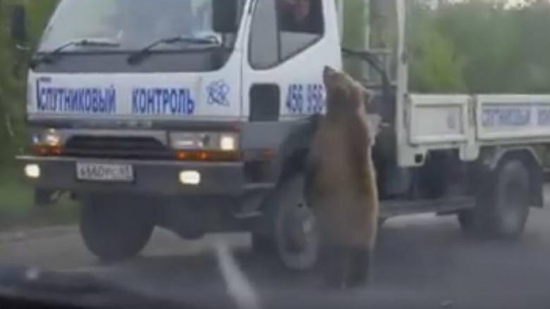 Çfarë po kërkonte ariu në mes të autostradës!? (Video)