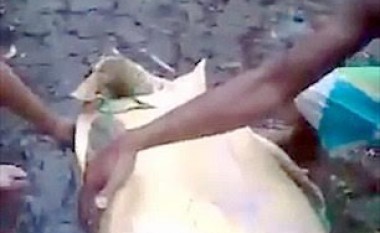 Breshka tërhiqet zvarrë me veturë, mbytet në mënyrë mizore (Video)