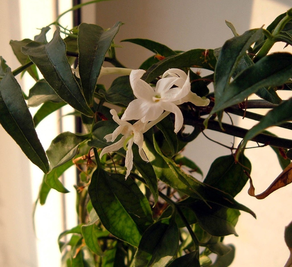 indoor-jasmine