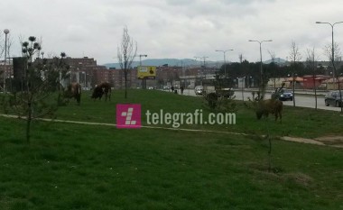 Kush i solli këto lopë në Prishtinë? (Foto)