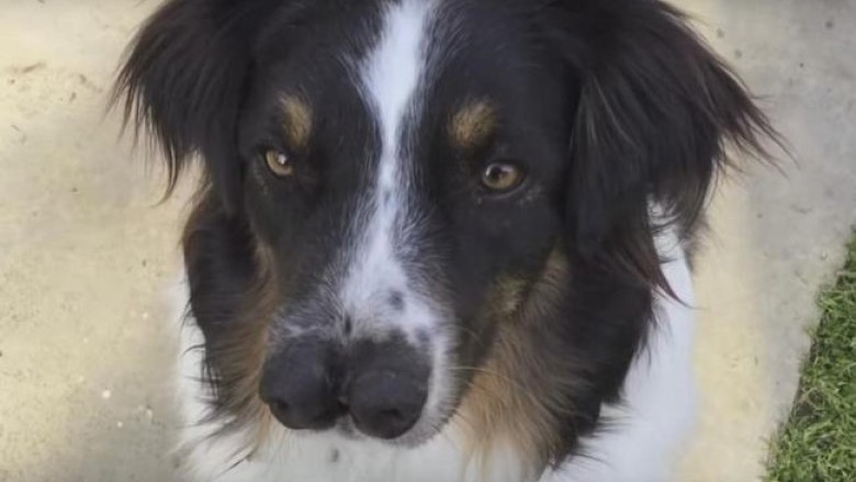 Ky është qeni më unik në botë (Video)