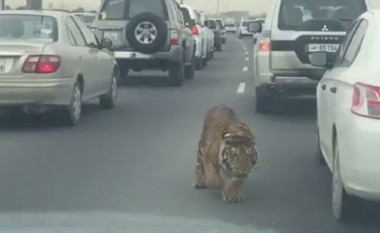 Tigri bën një “shëtitje” nëpër autostradë (Video)